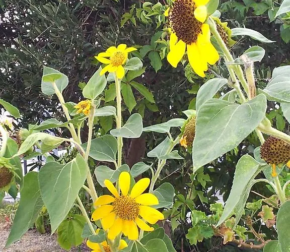 Ostria Studios Apartment